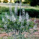 50 Seeds WHITE WILD INDIGO Baptisia Alba Usa Native Pollinator Flower (Seeds)