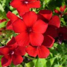 800 Seeds RED DRUMMOND PHLOX (Texas Pride) Phlox Drummondii Flower (Seeds)