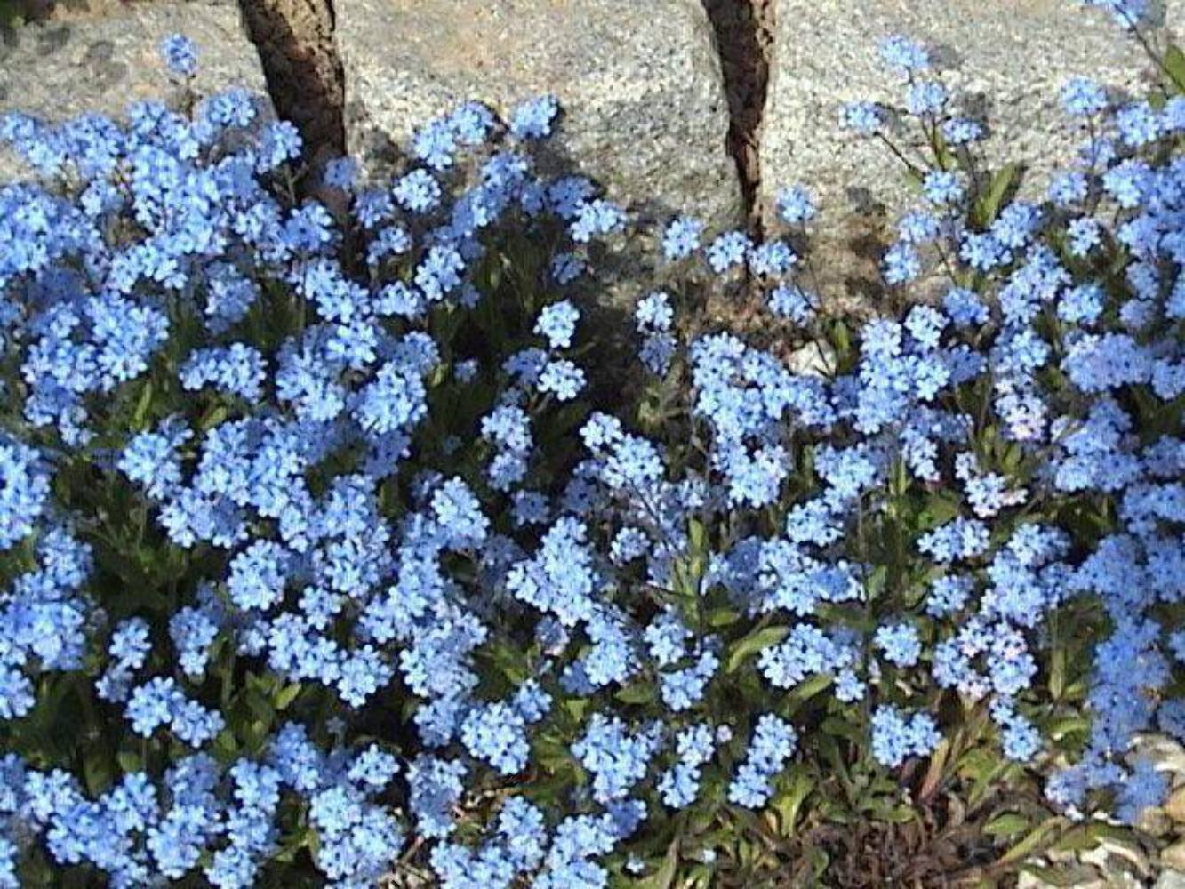 500 Seeds Blue FORGET ME NOT Myosotis Sylvatica Shade or Sun Perennial Flower (Seeds)