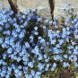 500 Seeds Blue FORGET ME NOT Myosotis Sylvatica Shade or Sun Perennial Flower (Seeds)
