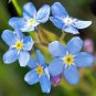 500 Seeds Blue FORGET ME NOT Myosotis Sylvatica Shade or Sun Perennial Flower (Seeds)