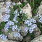 500 Seeds Blue FORGET ME NOT Myosotis Sylvatica Shade or Sun Perennial Flower (Seeds)