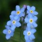 500 Seeds Blue FORGET ME NOT Myosotis Sylvatica Shade or Sun Perennial Flower (Seeds)