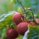 50 Seeds PURPLE CHERRY TOMATO Lycopersicon Indeterminate Fruit Vegetable (Seeds)