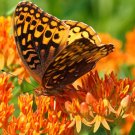 30 Seeds ORANGE BUTTERFLY MILKWEED Asclepias Flower (Seeds)