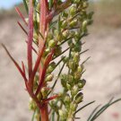 500 Seeds BEACH WORMWOOD Artemisia Caudata Silvermound Red Sagewort Herb Flower (Seeds)