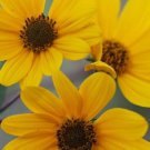 100 Seeds SWAMP SUNFLOWER (Narrowleaf Sunflower) Helianthus Angustifolius Flower (Seeds)