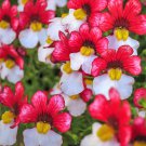 50 Seeds RED & WHITE NEMESIA Strumosa Danish Flag Fragrant Bicolor Flower (Seeds) 50 Seeds RED & WHITE NEMESIA Strumosa Danish Flag Fragrant Bicolor Flower (Seeds)