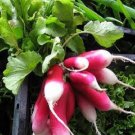 750 Seeds FRENCH BREAKFAST RADISH Raphanus Sativus Vegetable (Seeds) 750 Seeds FRENCH BREAKFAST RADISH Raphanus Sativus Vegetable (Seeds)