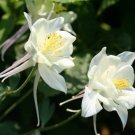 25 Seeds CRYSTAL STAR White COLUMBINE Aquilegia Caerulea Flower (Seeds)