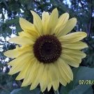 50 Seeds LEMON QUEEN SUNFLOWER Helianthus Annuus Flower (Seeds)
