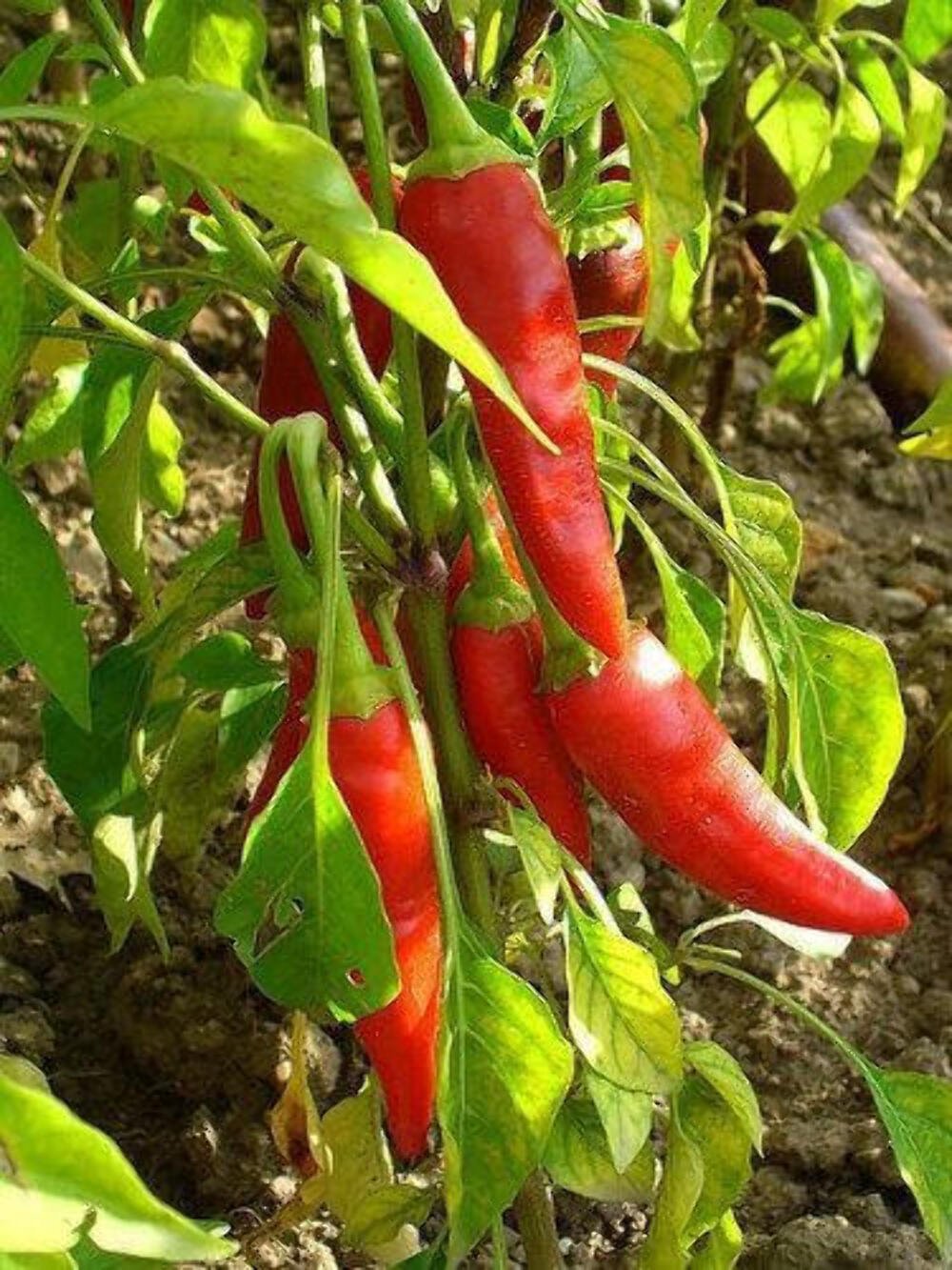 300 Seeds LONG Red CAYENNE PEPPER Capsicum Annuum Vegetable (Seeds)