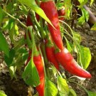300 Seeds LONG Red CAYENNE PEPPER Capsicum Annuum Vegetable (Seeds) 300 Seeds LONG Red CAYENNE PEPPER Capsicum Annuum Vegetable (Seeds)