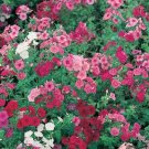 100 Seeds Mixed Colors DRUMMOND PHLOX MIX Pink Red White Phlox Drummondii Flower (Seeds) 100 Seeds Mixed Colors DRUMMOND PHLOX MIX Pink Red White Phlox Drummondii Flower (Seeds)