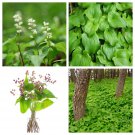 15 Seeds BEADRUBY Maianthemum Dilatatum Native White Flower Red Berry Moist Shade (Seeds) 15 Seeds BEADRUBY Maianthemum Dilatatum Native White Flower Red Berry Moist Shade (Seeds)