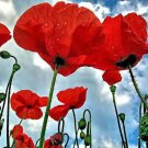 500 Seeds ORIENTAL RED Mix POPPY Papaver Orientale Flower (Seeds)
