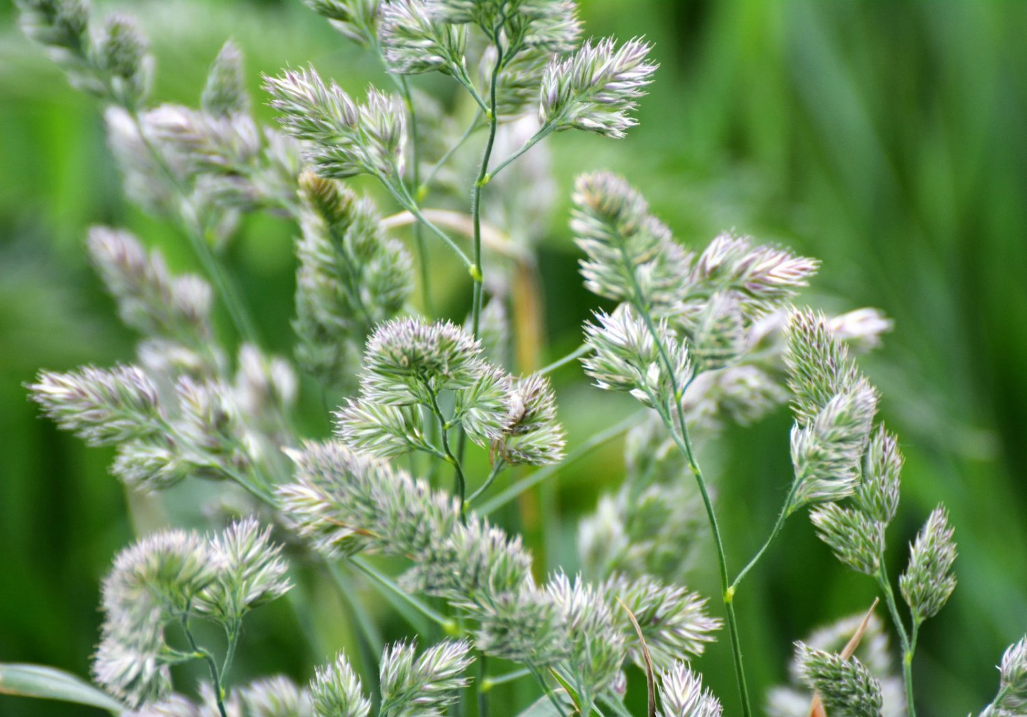 3000 Seeds QUICKDRAW ORCHARDGRASS Dactylis Glomerata Sun Shade Bunchgrass (Seeds)
