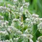 3000 Seeds QUICKDRAW ORCHARDGRASS Dactylis Glomerata Sun Shade Bunchgrass (Seeds)