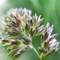 3000 Seeds QUICKDRAW ORCHARDGRASS Dactylis Glomerata Sun Shade Bunchgrass (Seeds)