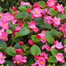 100 Seeds Rose PINK WAX BEGONIA Semperflorens Fibrous Shade Flower (Seeds)