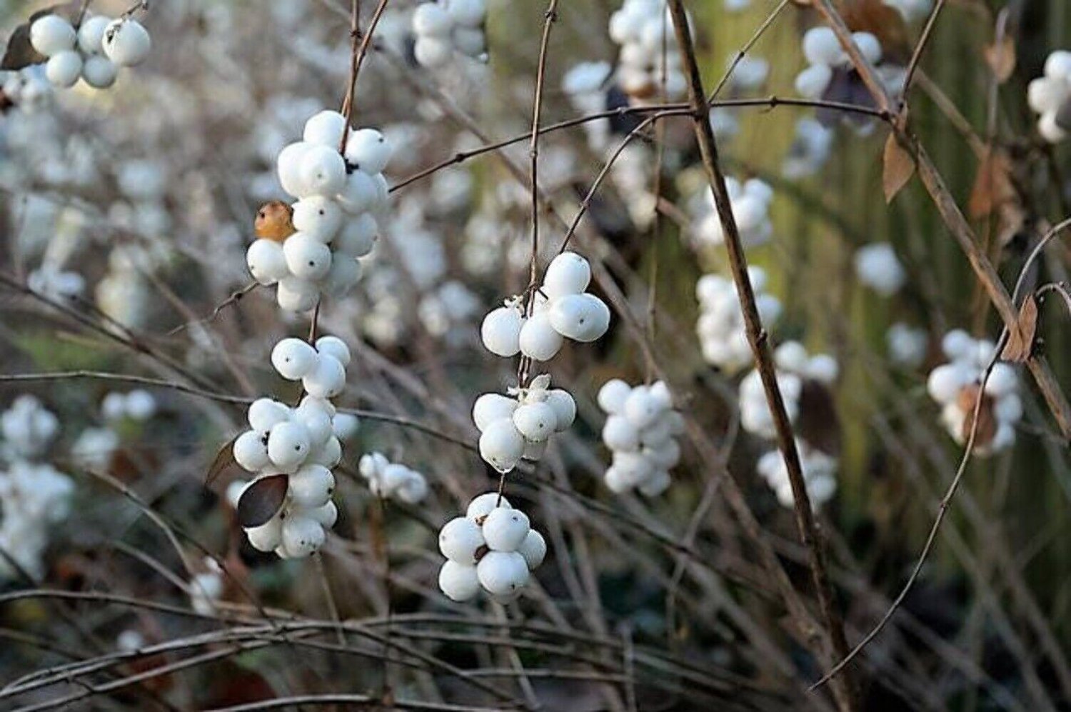 10 Seeds Dwarf CREEPING SNOWBERRY Shrub White Pink Flower Symphoricarpos Mollis (Seeds)