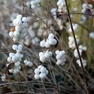 10 Seeds Dwarf CREEPING SNOWBERRY Shrub White Pink Flower Symphoricarpos Mollis (Seeds)