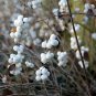 10 Seeds Dwarf CREEPING SNOWBERRY Shrub White Pink Flower Symphoricarpos Mollis (Seeds)