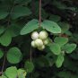 10 Seeds Dwarf CREEPING SNOWBERRY Shrub White Pink Flower Symphoricarpos Mollis (Seeds)