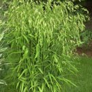 100 Seeds RIVER OATS ( Northern Sea / Inland ) Ornamental Uniola Latifolia Grass (Seeds)