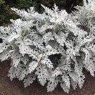 300 Seeds SILVERDUST DUSTY MILLER Cineraria maritima Flower (Seeds)