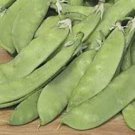 50 Seeds SNOW PEA Pisum Sativum Vegetable (Seeds)