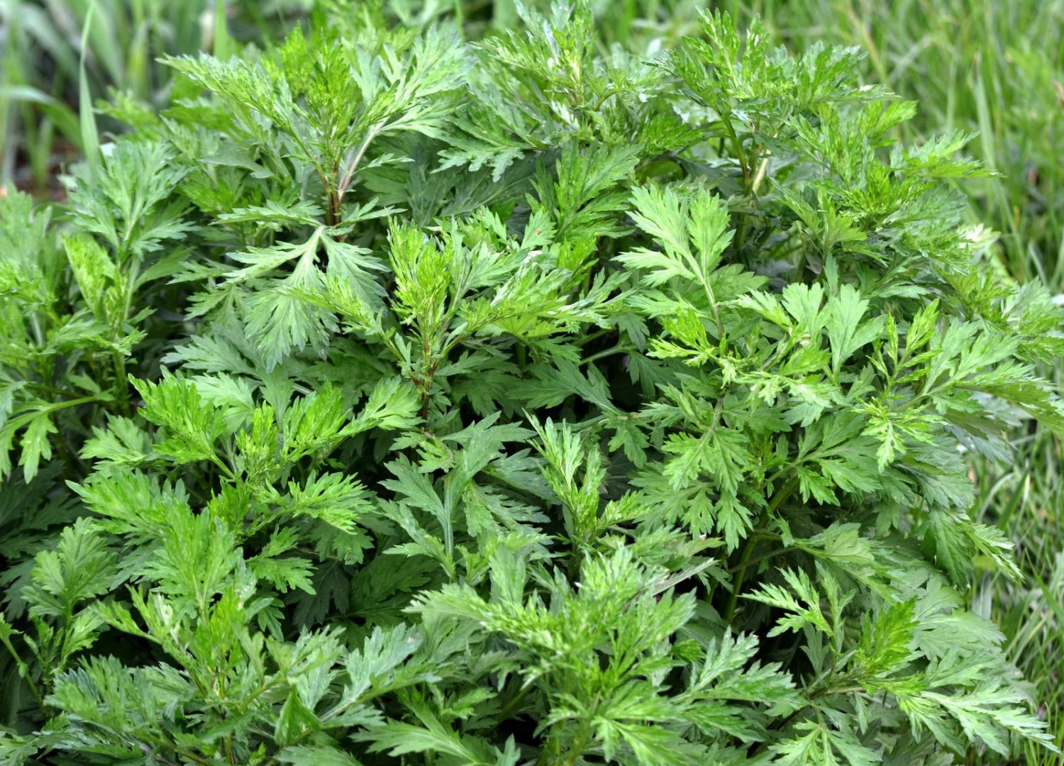 1000 Seeds COMMON MUGWORT Artemisia Vulgaris Wild Wormwood Herb Yellow