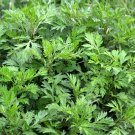 1000 Seeds COMMON MUGWORT Artemisia Vulgaris Wild Wormwood Herb Yellow Red Flower (Seeds)