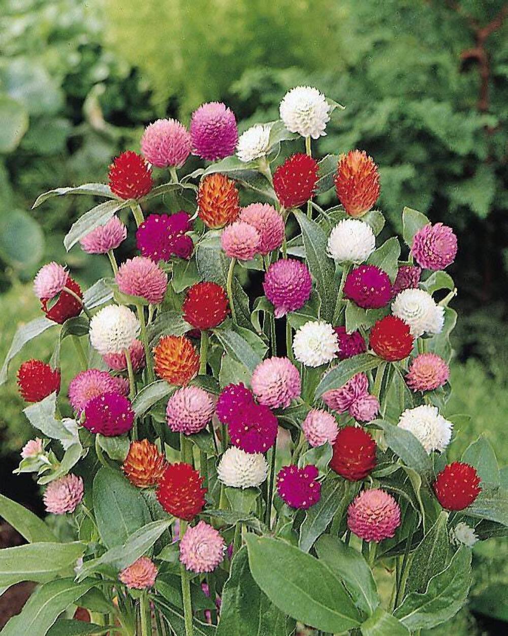 50 Seeds GLOBE AMARANTH MIX Gomphrena Globosa Mixed Colors Amaranthus Flower (Seeds)