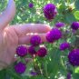 50 Seeds GLOBE AMARANTH MIX Gomphrena Globosa Mixed Colors Amaranthus Flower (Seeds)