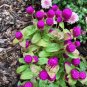 50 Seeds GLOBE AMARANTH MIX Gomphrena Globosa Mixed Colors Amaranthus Flower (Seeds)