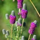 700 Seeds PURPLE PRAIRIE CLOVER Dalea Purpurea Flower (Seeds)