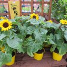 30 Seeds INCREDIBLE DWARF SUNFLOWER Helianthus Annuus Flower (Seeds)