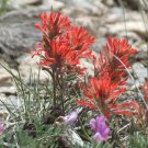50 Seeds Red INDIAN PAINTBRUSH Castilleja Indivisa Flower (Seeds) 50 Seeds Red INDIAN PAINTBRUSH Castilleja Indivisa Flower (Seeds)
