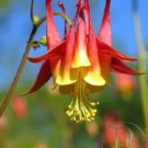 100 Seeds WILD/ CANADIAN COLUMBINE Aquilegia Canadensis Flower (Seeds)