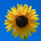 50 Seeds SKYSCRAPER SUNFLOWER Helianthus Annuus Flower (Seeds)