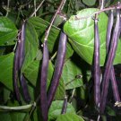 40 Seeds Royal PURPLE POD BEAN Phaseolus Vulgaris Vegetable (Seeds)