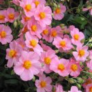 50 Seeds Mixed Colors ROCK ROSE aka SUNROSE Mix Helianthemum Mutabile Flower (Seeds)