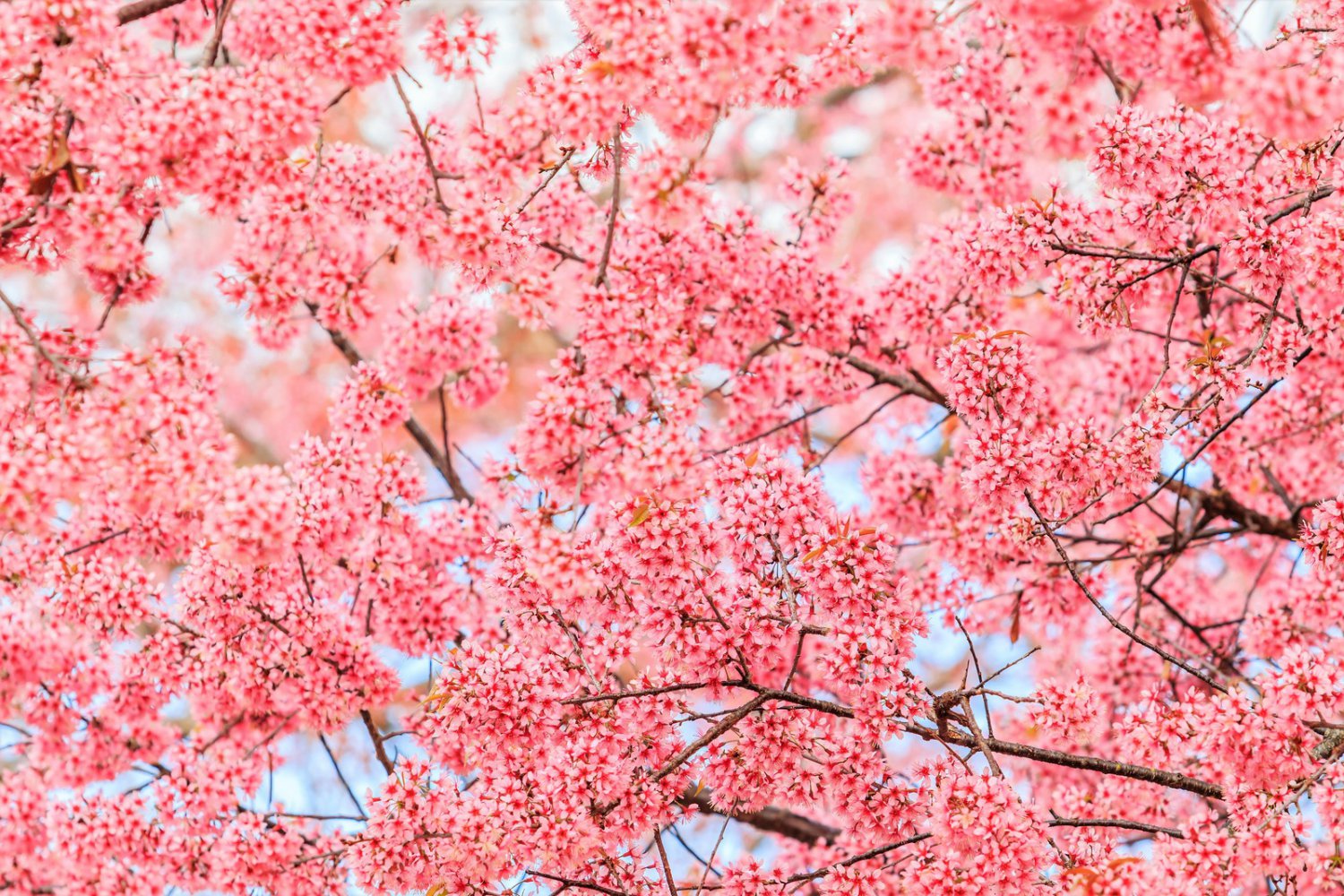 5 Seeds HIMALAYAN CHERRY Prunus Cerasoides Pink Flowers Red Fruit Tree (Seeds)