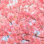 5 Seeds HIMALAYAN CHERRY Prunus Cerasoides Pink Flowers Red Fruit Tree (Seeds)