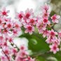 5 Seeds HIMALAYAN CHERRY Prunus Cerasoides Pink Flowers Red Fruit Tree (Seeds)