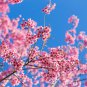 5 Seeds HIMALAYAN CHERRY Prunus Cerasoides Pink Flowers Red Fruit Tree (Seeds)