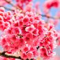 5 Seeds HIMALAYAN CHERRY Prunus Cerasoides Pink Flowers Red Fruit Tree (Seeds)