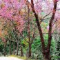 5 Seeds HIMALAYAN CHERRY Prunus Cerasoides Pink Flowers Red Fruit Tree (Seeds)