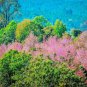 5 Seeds HIMALAYAN CHERRY Prunus Cerasoides Pink Flowers Red Fruit Tree (Seeds)